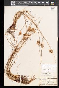 Juncus pylaei image