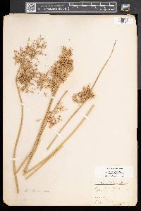 Juncus effusus var. solutus image