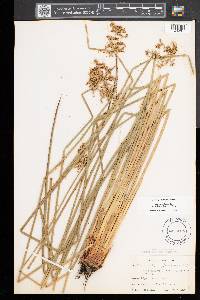 Juncus effusus var. solutus image