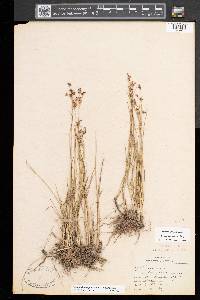 Juncus compressus image