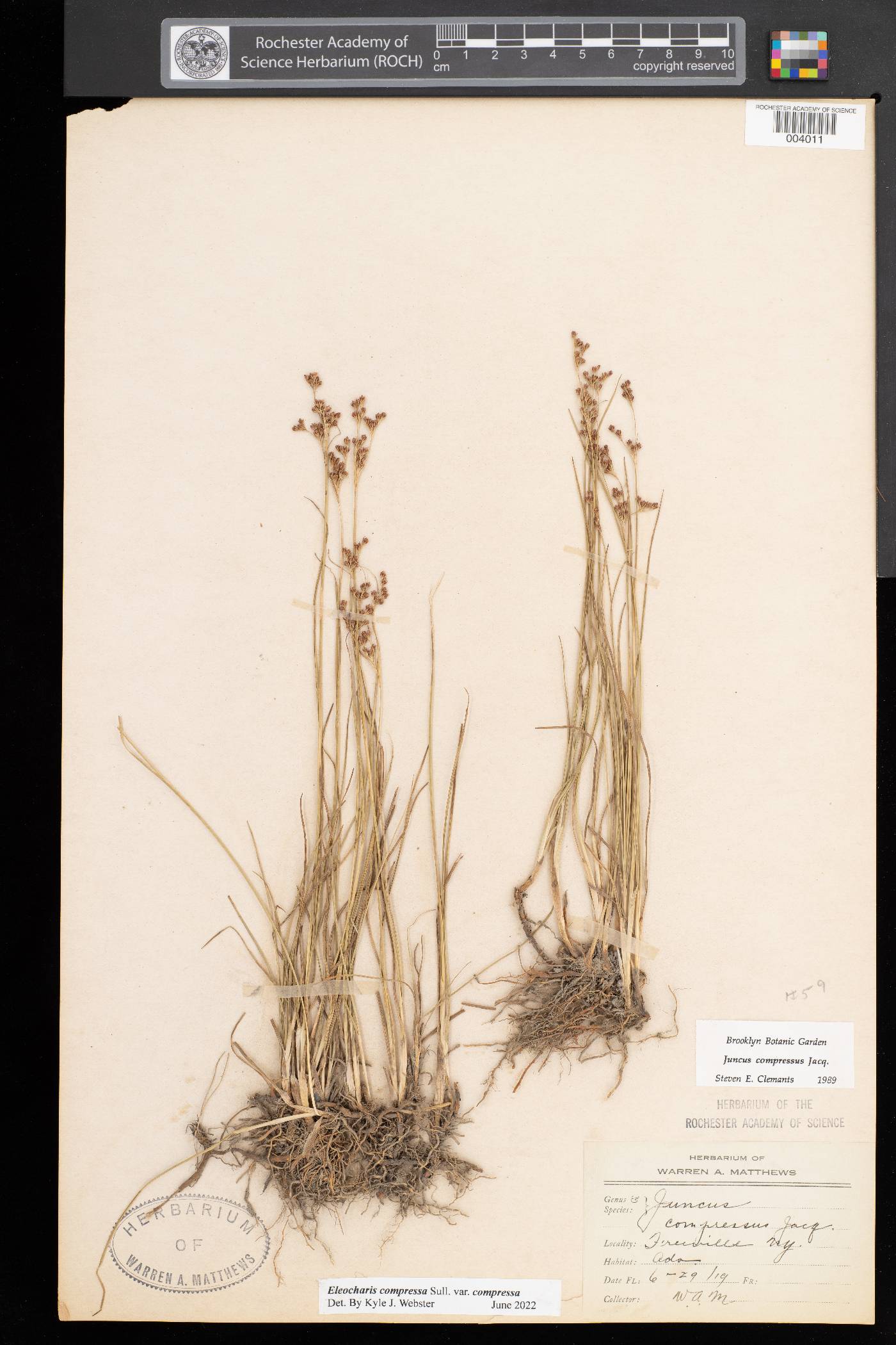 Juncus compressus image