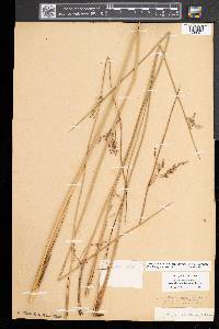 Juncus balticus subsp. littoralis image