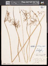 Juncus balticus subsp. littoralis image