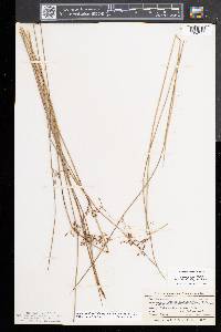 Juncus balticus subsp. littoralis image