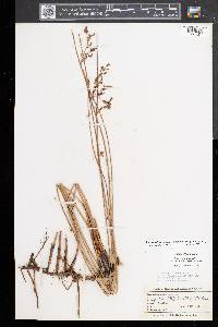 Juncus balticus subsp. littoralis image