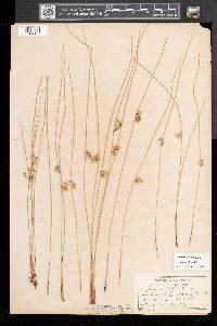 Juncus filiformis image