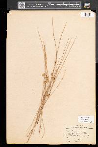 Juncus filiformis image