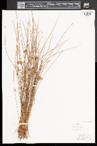 Juncus filiformis image