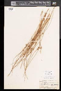 Juncus filiformis image