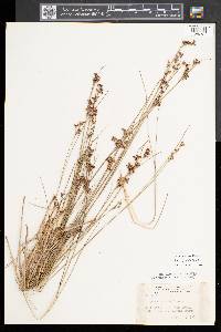 Juncus gerardii image