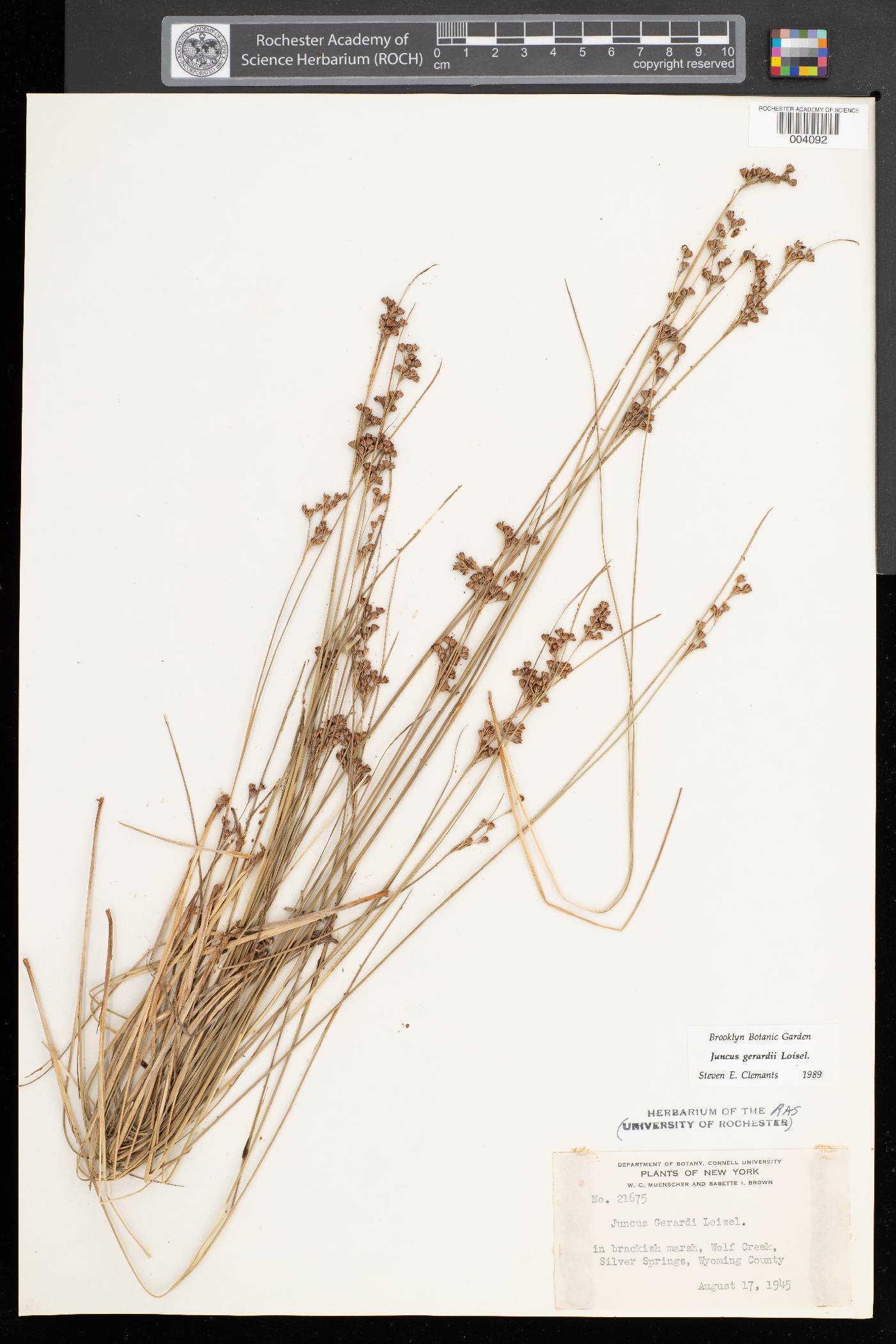 Juncus gerardii image