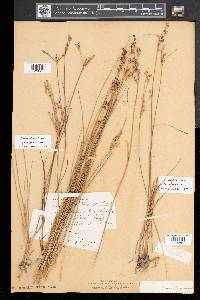 Juncus gerardii image