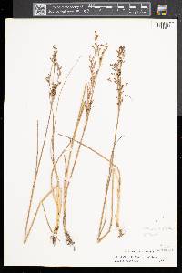 Juncus gerardii image