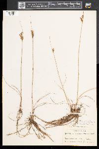 Juncus greenei image