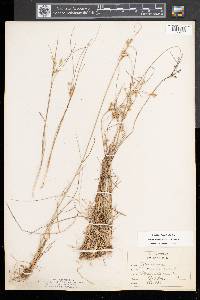 Juncus tenuis var. tenuis image