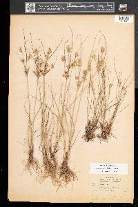 Juncus tenuis var. tenuis image