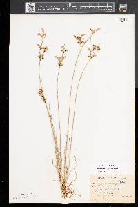 Juncus tenuis var. tenuis image