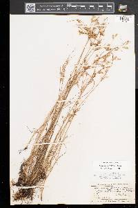 Juncus tenuis var. tenuis image