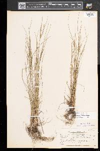 Juncus tenuis var. tenuis image