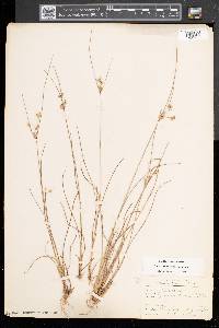 Juncus tenuis var. tenuis image