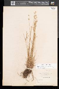 Juncus tenuis var. tenuis image