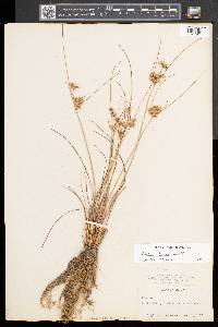 Juncus tenuis var. tenuis image