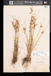 Juncus tenuis var. tenuis image