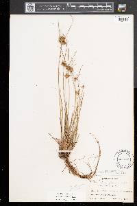 Juncus tenuis var. tenuis image