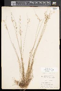 Juncus tenuis var. tenuis image