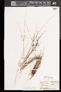 Juncus tenuis var. tenuis image