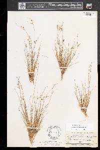 Juncus tenuis var. tenuis image