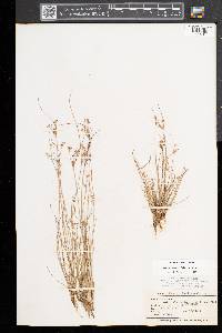 Juncus tenuis var. tenuis image