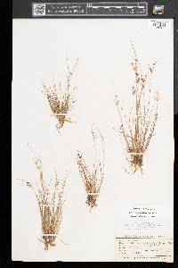 Juncus tenuis var. tenuis image