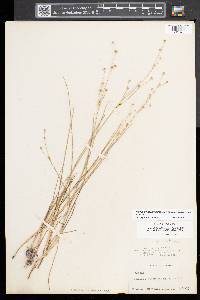 Juncus alpinoarticulatus image