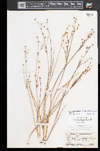 Juncus alpinoarticulatus image