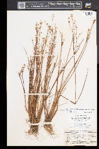 Juncus alpinoarticulatus subsp. americanus image