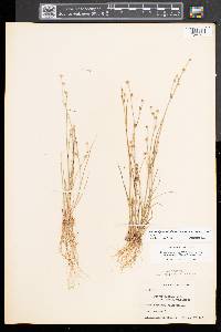 Juncus alpinoarticulatus image