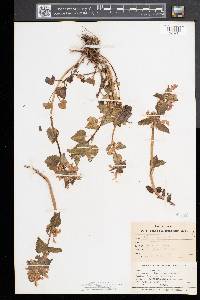 Lamium maculatum image