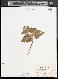 Lamium maculatum image