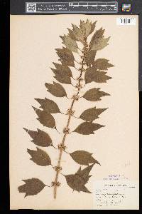 Leonurus cardiaca image