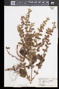 Melissa officinalis image