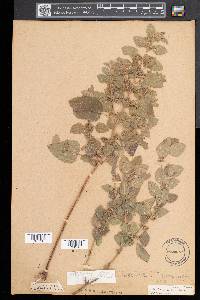 Melissa officinalis image