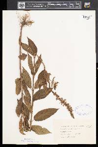 Stachys hispida image