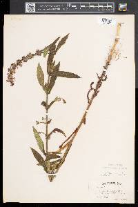 Stachys hispida image