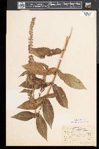 Stachys hispida image