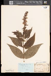 Stachys hispida image