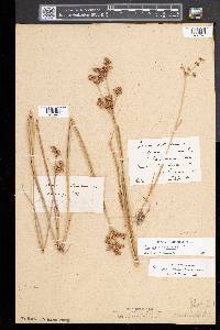 Juncus articulatus image