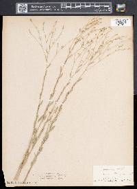 Linum virginianum image