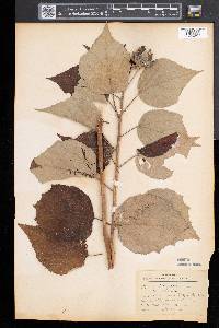 Hibiscus moscheutos image