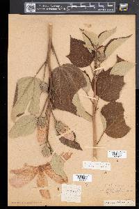 Hibiscus moscheutos image